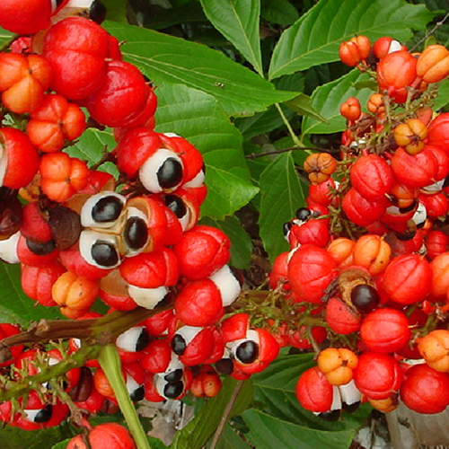 как приготовить жидкий каштан в домашних условиях